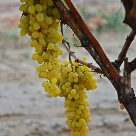 Gasthuis Hane-i Keyif 3*