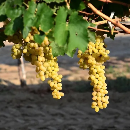 Hane-i Keyif 3* Çıralı