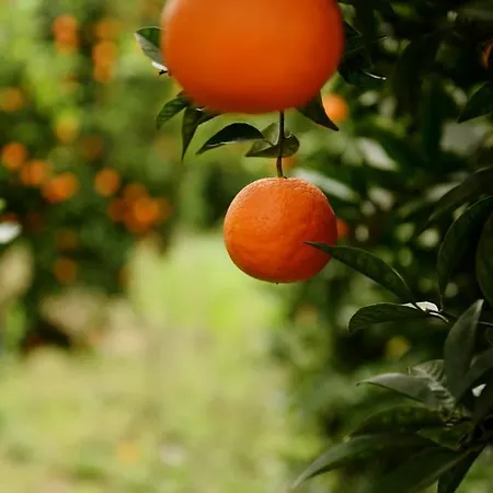 Hane-i Keyif Pensiune