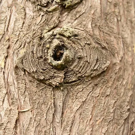 Hane-i Keyif Pensiune Çıralı