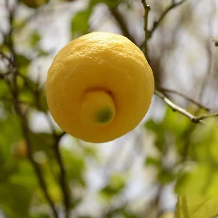 Hane-i Keyif Pensiune Çıralı