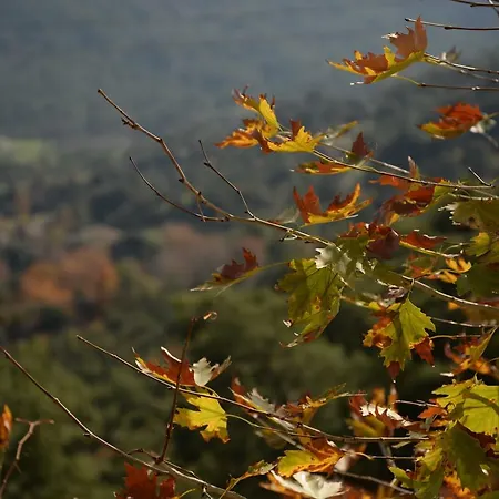 ゲストハウス Hane-i Keyif Çıralı