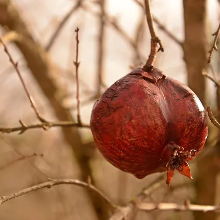 Hane-i Keyif Çıralı