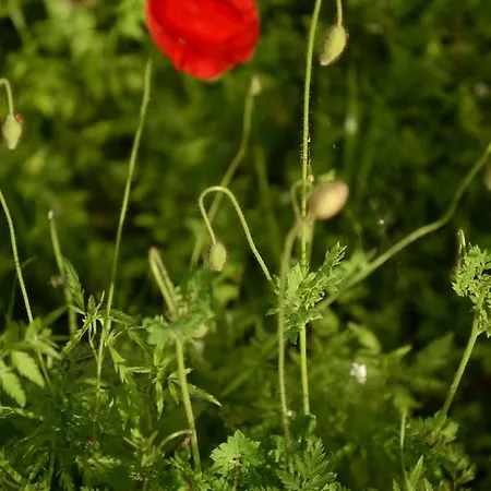 Hane-i Keyif 3* Çıralı